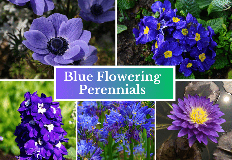 Mesmerizing Blue Flowering Perennials For A Serene And Relaxing Garden