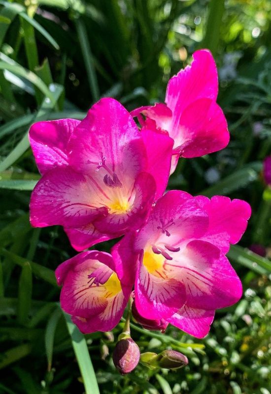 25 Showy pink perennial flowers to add a Feminine Charm To your Garden 17