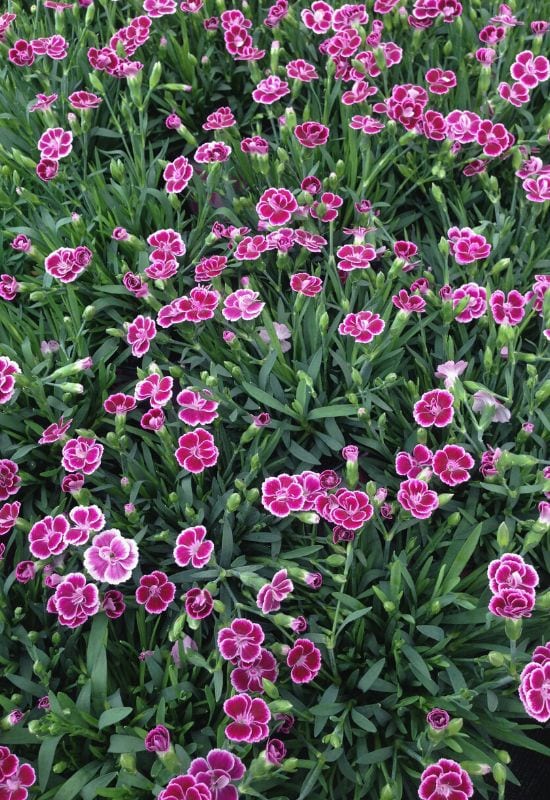 25 Showy pink perennial flowers to add a Feminine Charm To your Garden 24