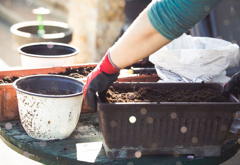 Prepare a Good Potting Mix for Your Container Roses
