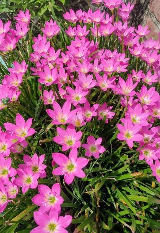 25 Showy pink perennial flowers to add a Feminine Charm To your Garden 20