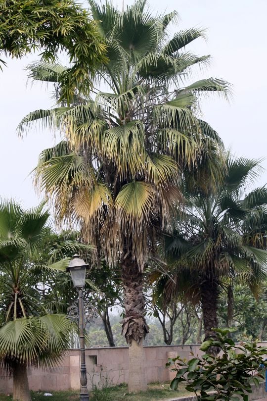 Sabal palmetto