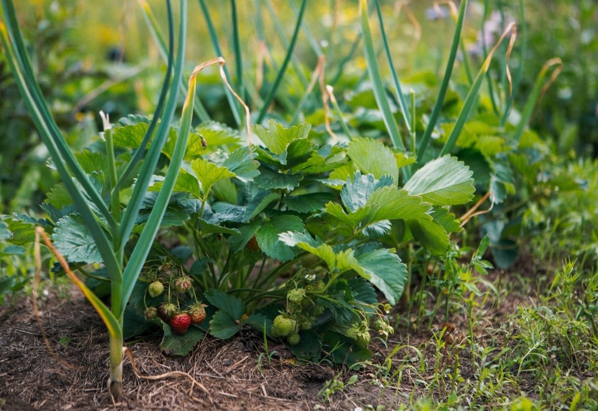 Image of strawberry and onion companion planting 4