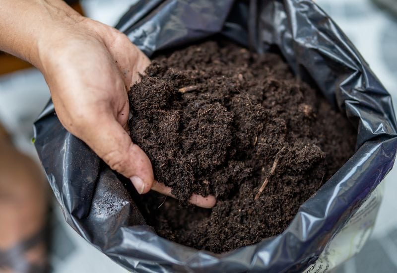 4 Sustainable Peat Moss Alternatives for Healthier Soil and Happier Plants 1