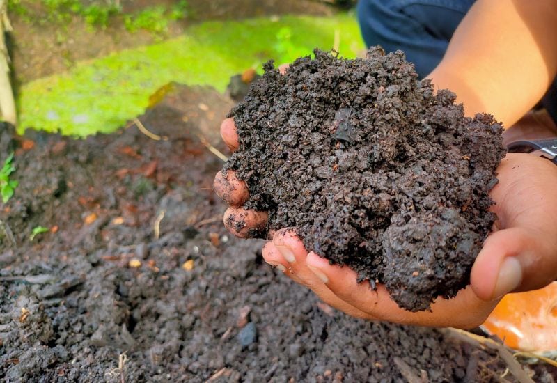 4 Sustainable Peat Moss Alternatives for Healthier Soil and Happier Plants 8
