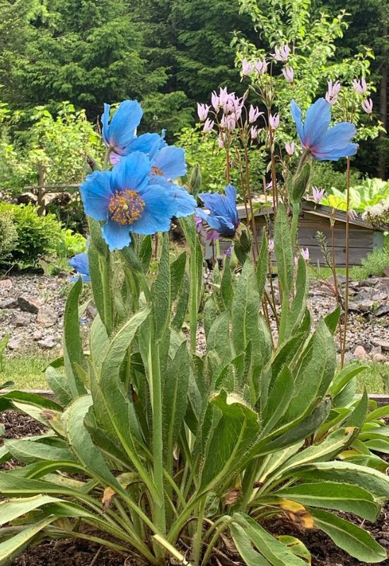 Heavenly Hues: 20 Mesmerizing Blue Flowering Perennials for a Serene and Relaxing Garden 4