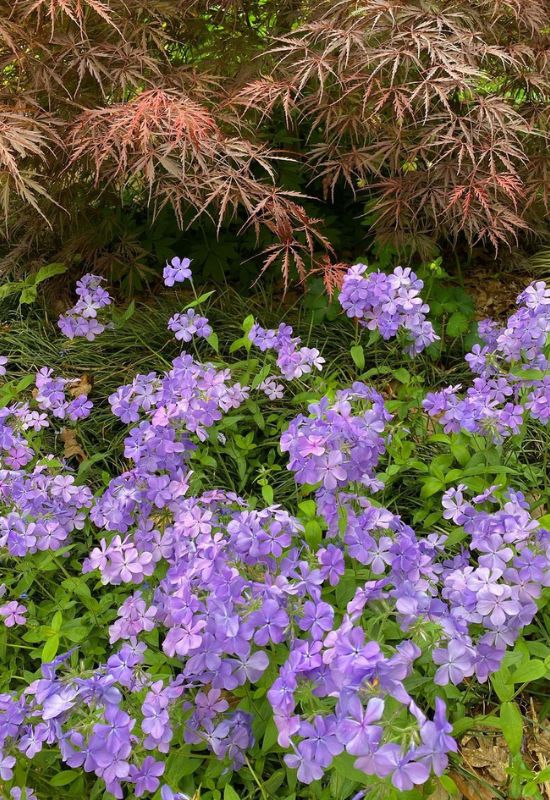 15 Resilient Plants That Will Make Your Dry, Shaded Garden Burst with Life 9
