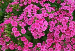 pink perennials flowers that add to your Garden a Feminine Charm