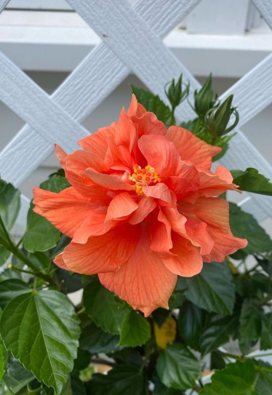 12 Shrubs with Fiery Orange Flowers That Will Add a Bold Splash of Color to Your Garden 2