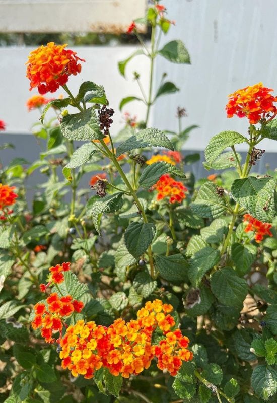 12 Shrubs with Fiery Orange Flowers That Will Add a Bold Splash of Color to Your Garden 1