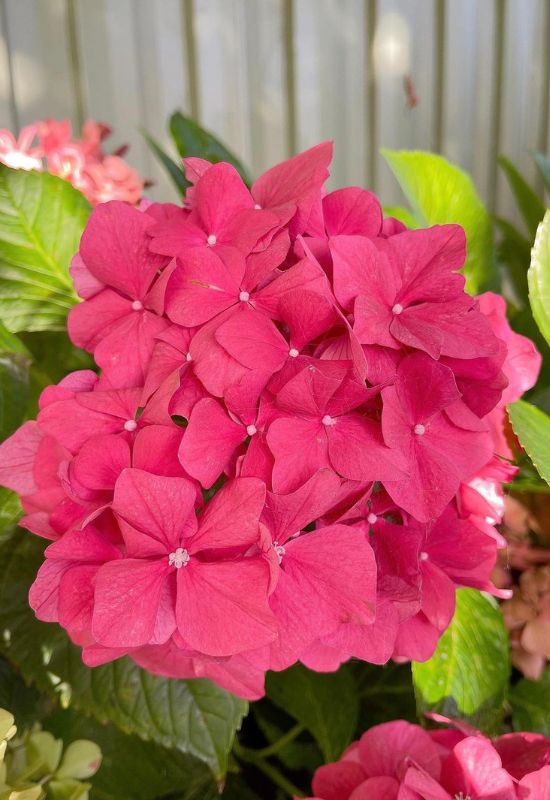 12 Striking Pink Hydrangea Varieties to Add a Touch of Romance to Your Garden 17