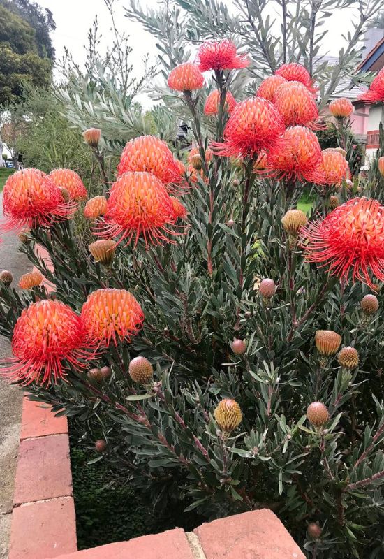 12 Shrubs with Fiery Orange Flowers That Will Add a Bold Splash of Color to Your Garden 7