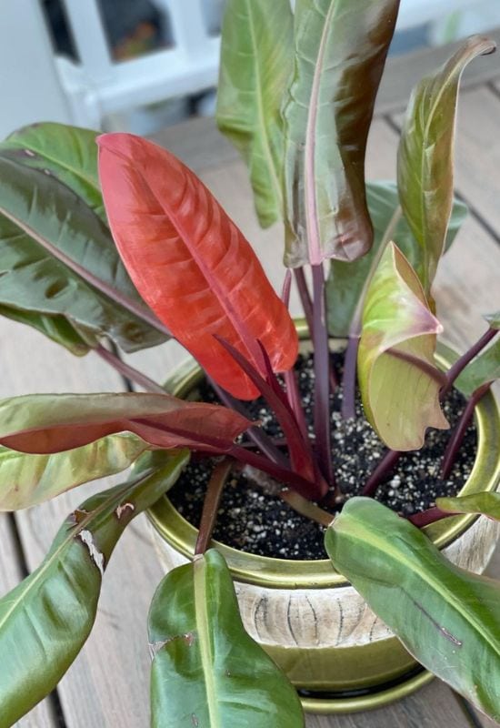 20 Striking Houseplants with Red Leaves to Add Drama and Flair to Your Indoor Garden 16