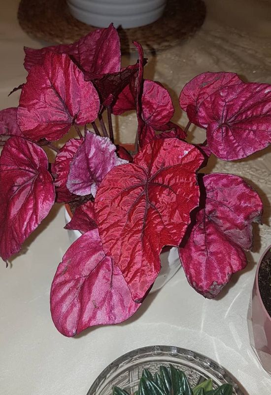 20 Striking Houseplants with Red Leaves to Add Drama and Flair to Your Indoor Garden 7