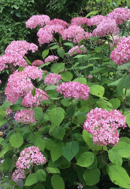 12 Striking Pink Hydrangea Varieties to Add a Touch of Romance to Your Garden 20