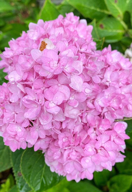 12 Striking Pink Hydrangea Varieties to Add a Touch of Romance to Your Garden 27