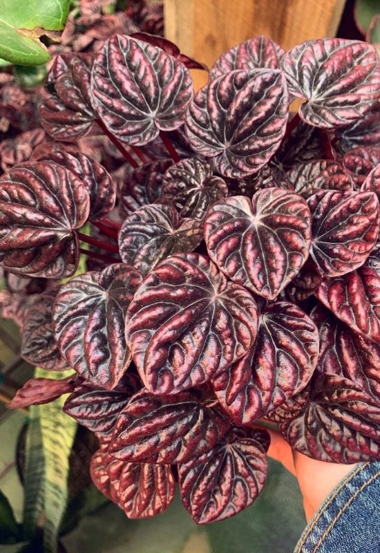 20 Striking Houseplants with Red Leaves to Add Drama and Flair to Your Indoor Garden 26