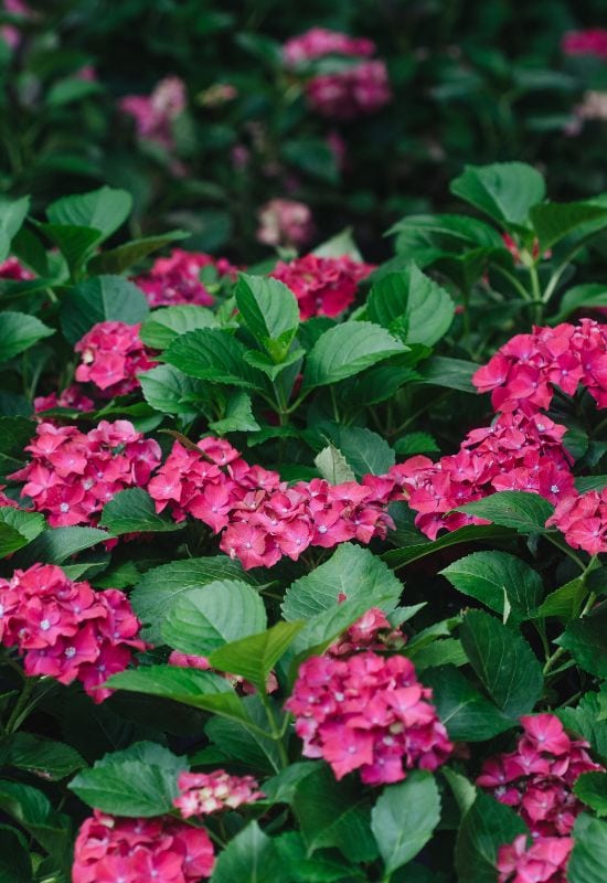 12 Striking Pink Hydrangea Varieties to Add a Touch of Romance to Your Garden 6