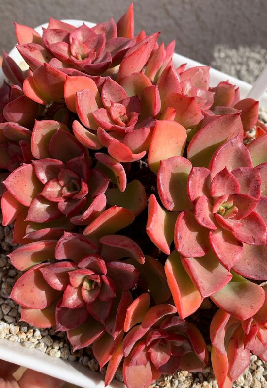 20 Striking Houseplants with Red Leaves to Add Drama and Flair to Your Indoor Garden 4