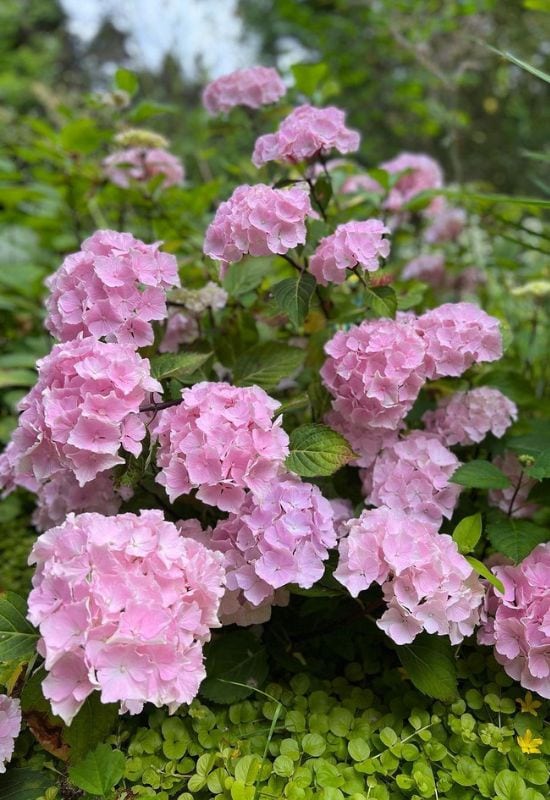 12 Striking Pink Hydrangea Varieties to Add a Touch of Romance to Your Garden 11