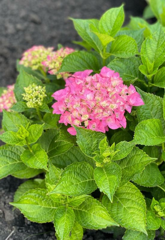 12 Striking Pink Hydrangea Varieties to Add a Touch of Romance to Your Garden 23