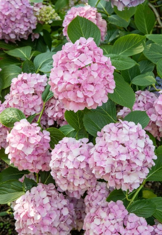 12 Striking Pink Hydrangea Varieties to Add a Touch of Romance to Your Garden 3