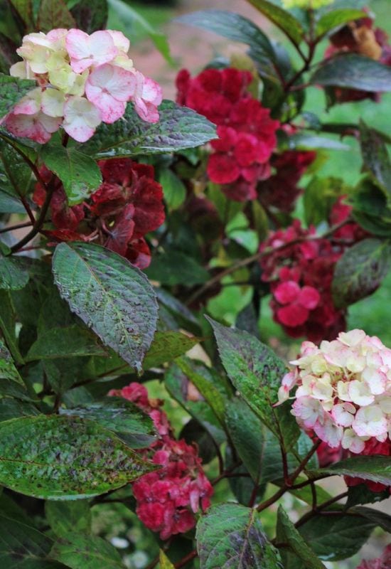 12 Striking Pink Hydrangea Varieties to Add a Touch of Romance to Your Garden 19