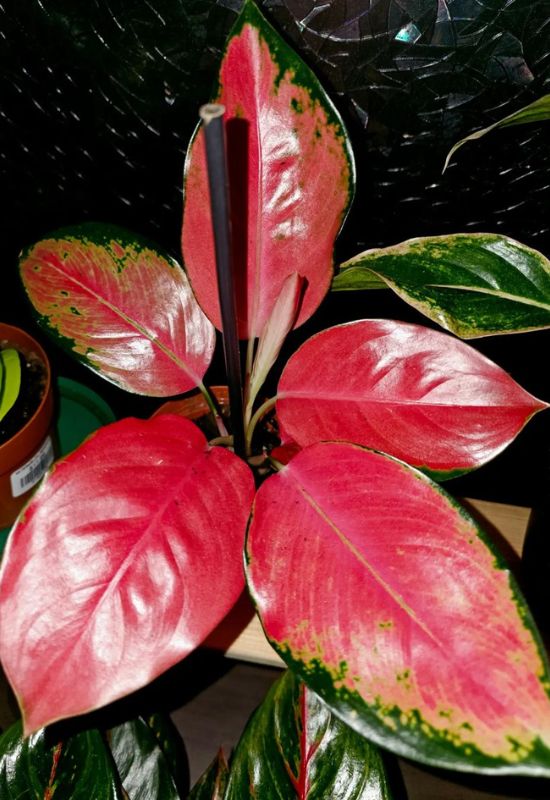 20 Striking Houseplants with Red Leaves to Add Drama and Flair to Your Indoor Garden 24