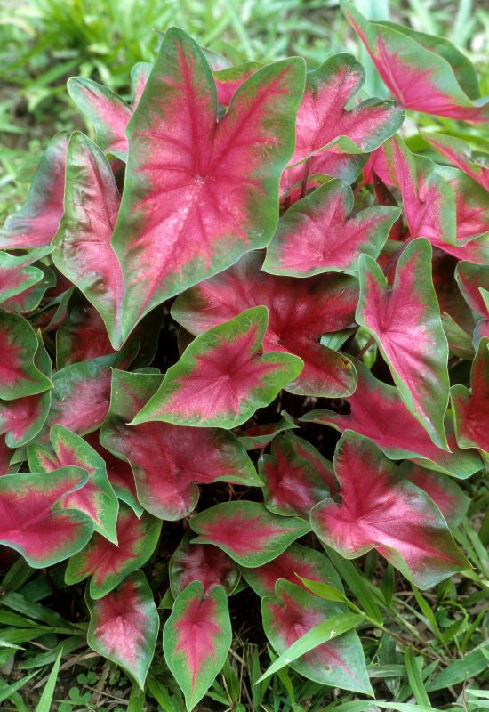 20 Striking Houseplants with Red Leaves to Add Drama and Flair to Your Indoor Garden 9