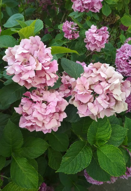 12 Striking Pink Hydrangea Varieties to Add a Touch of Romance to Your Garden 16
