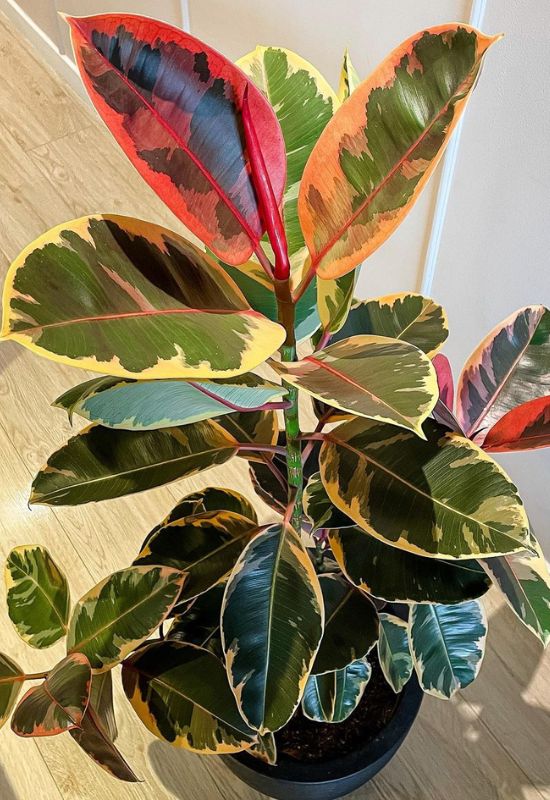 20 Striking Houseplants with Red Leaves to Add Drama and Flair to Your Indoor Garden 32