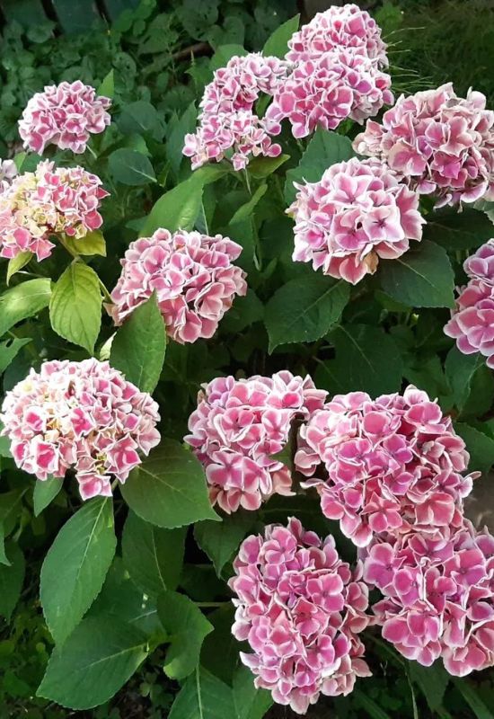 12 Striking Pink Hydrangea Varieties to Add a Touch of Romance to Your Garden 25