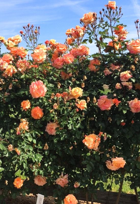12 Shrubs with Fiery Orange Flowers That Will Add a Bold Splash of Color to Your Garden 5