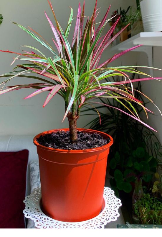 20 Striking Houseplants with Red Leaves to Add Drama and Flair to Your Indoor Garden 27