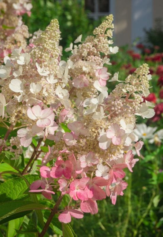 12 Striking Pink Hydrangea Varieties to Add a Touch of Romance to Your Garden 22