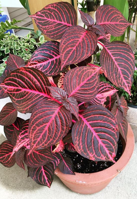 20 Striking Houseplants with Red Leaves to Add Drama and Flair to Your Indoor Garden 20