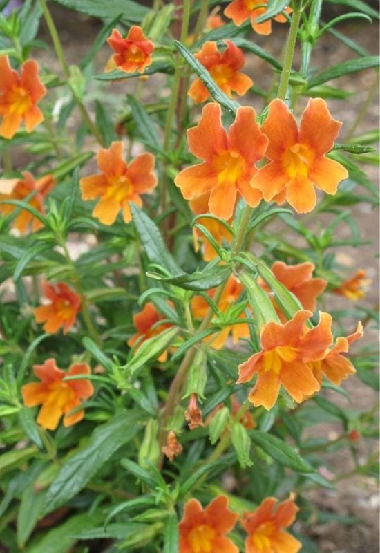 12 Shrubs with Fiery Orange Flowers That Will Add a Bold Splash of Color to Your Garden 3