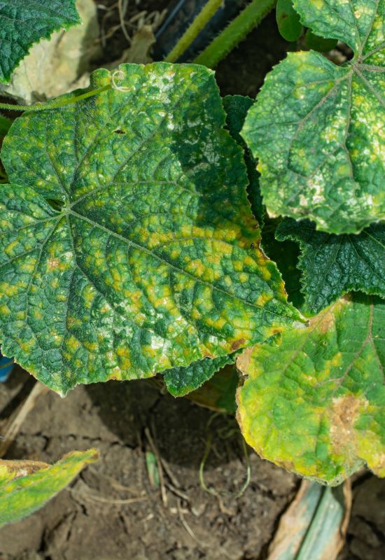 Cucumber Mosaic Virus on leaves