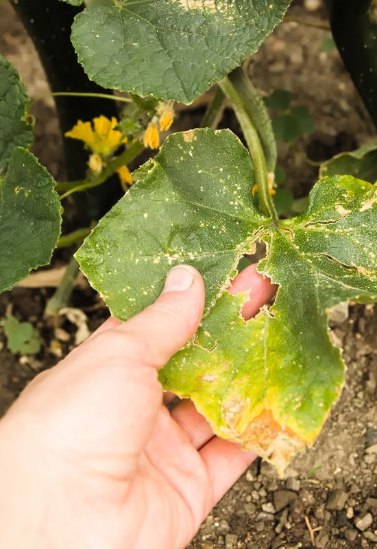 Cucumber leaf affected by Mites