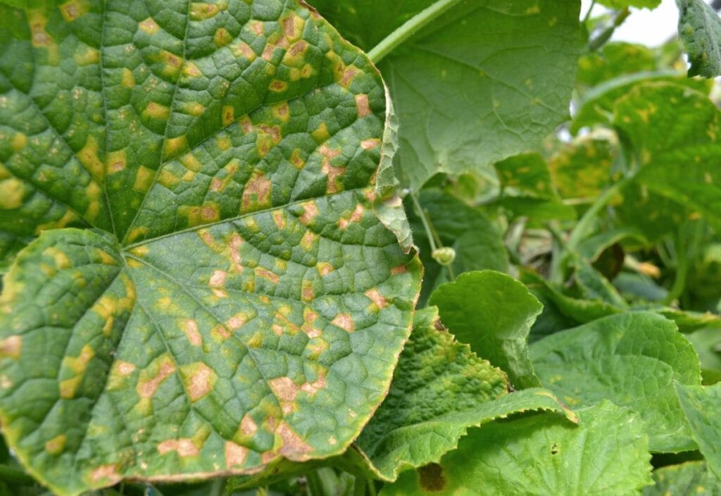 Cucumber leaves infected by downy mildew (Pseudoperonospora cubensis) in the garden. Cucurbits disease.