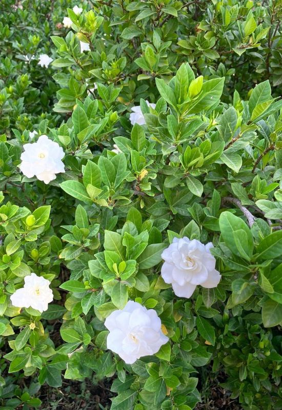 When Do Gardenias Bloom and 5 Foolproof Tricks to Get More Flowers 8