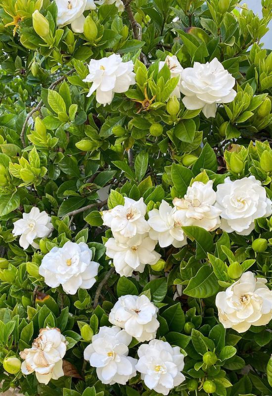 When Do Gardenias Bloom and 5 Foolproof Tricks to Get More Flowers 3
