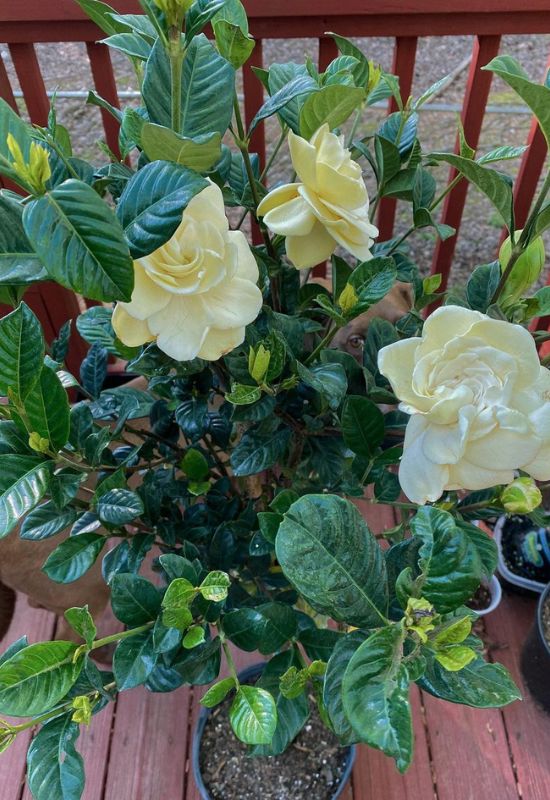 When Do Gardenias Bloom and 5 Foolproof Tricks to Get More Flowers 6