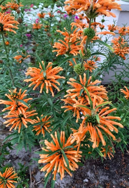 12 Shrubs with Fiery Orange Flowers That Will Add a Bold Splash of Color to Your Garden 4