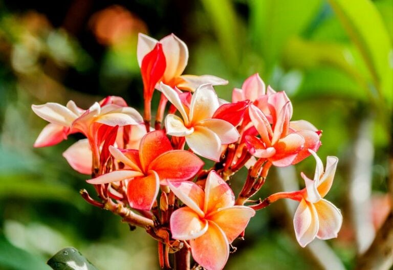 15 Most Picturesque Hawaiian Flowers That Capture the Essence of the Islands