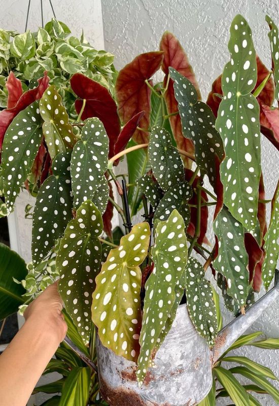 20 Striking Houseplants with Red Leaves to Add Drama and Flair to Your Indoor Garden 17