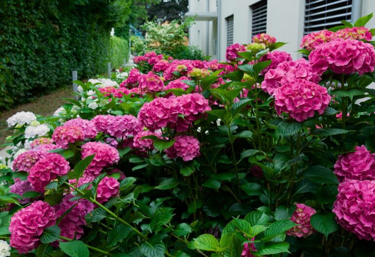 12 Striking Pink Hydrangea Varieties to Add a Touch of Romance to Your Garden