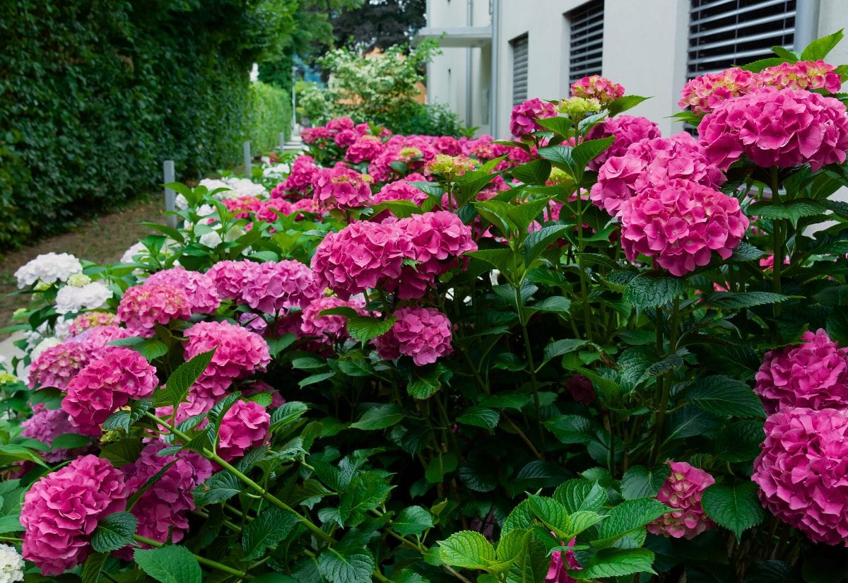 Striking Pink Hydrangea Varieties to Add a Touch of Romance to Your Garden