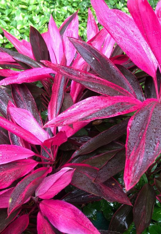20 Striking Houseplants with Red Leaves to Add Drama and Flair to Your Indoor Garden 14