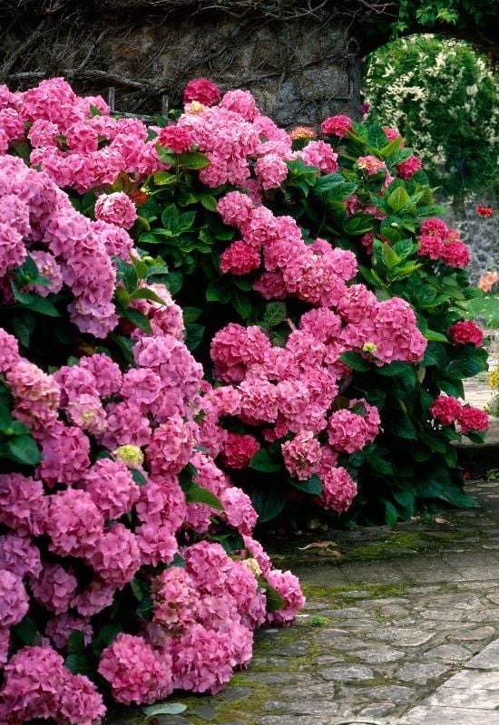 Unlocking the Secret to Pink Hydrangeas: How to Get the Best Color